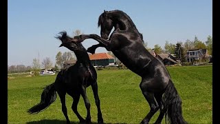 Friesian horse stallionscolts meet each other in the field 😍🥊 [upl. by Sihun440]