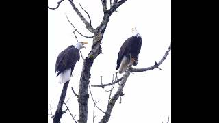 Lake Sammamish eagles calling out [upl. by Yrelav]