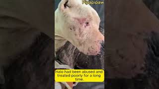 Heartwarming Rescue of Abused Pit Bull Finds Forever Home shortvideo doglover rescuedog rescue [upl. by Jenesia]