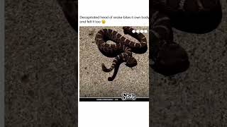 Snake bites itself सरकटा सांप decapitated snake 🐍 anime cobra viper venom [upl. by Adnael986]