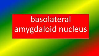 BASOLATERAL AMYGDALOID NUCLEUS [upl. by Power]