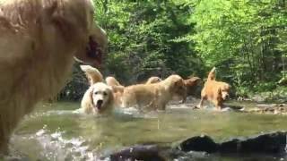 Butternut Goldens  Into the Blue [upl. by Leagiba]