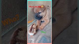 funnyvideo dog shortsvideo [upl. by Weibel]