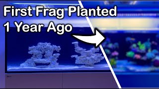 Red Sea Reefer G2How are those 1 inch frags doing a year later [upl. by Eustasius]