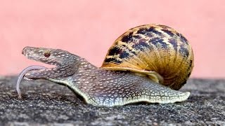 Bichos curiosos caracol lesma escargot [upl. by Cleave]