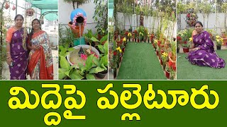 ఈ మిద్దె తోటలో కొత్తగా బోలెడన్ని ఐడియాలు  Garden Tour  Terrace Garden  Creations By Shobha  TTH [upl. by Suzzy]