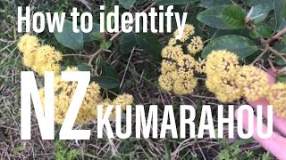 How to identify NZ Kumarahou Pomaderris kumeraho [upl. by Drawe]