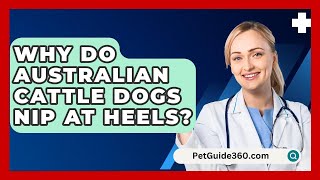 Why Do Australian Cattle Dogs Nip at Heels  PetGuide360com [upl. by Rehotsirk316]