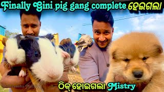 ଠିକ୍ ହୋଇଗଲା Mistry  Finally Gini pig gang complete ହେଇଗଲା  MINI ZOO ODISHA  petloverarab86 [upl. by Lucretia]