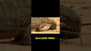 Conheça o impressionante dragão de Komodo animaisperigosos animais viralvideo [upl. by Ymiaj]