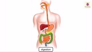 Digestion Process In Human Body Explained Through Animation  Science Grade 4  Periwinkle [upl. by Eelarak]