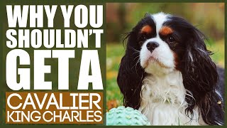 Why You SHOULD NOT TO GET A CAVALIER KING CHARLES SPANIEL [upl. by Spracklen]