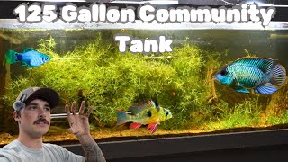 Community Fish Tank for New Fish [upl. by Ximenes]