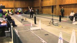 Fast Flyball Box Turns [upl. by Yelhak]