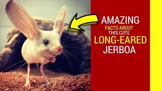 Long eared Jerboa facts for kids Amazing facts about cute Jerboa baby pet [upl. by Rhea]