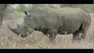 Honey Badger Narrates The Toughass Rhino LETS SAVE THEM [upl. by Vani995]