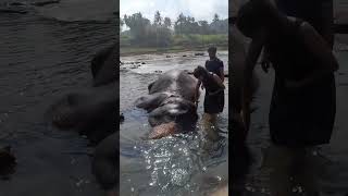 Pinnawala Elephant Orphanage🐘😍🏞 [upl. by Aitel278]