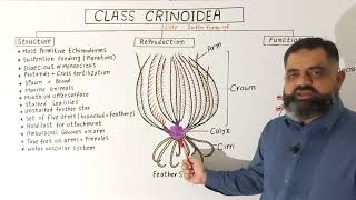 Class Crinoidea UrduHindi medium profmasoodfuzail Phylum Echinodermata  Sea lilies [upl. by Nnyleahs]