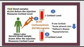 ACTH Stimulation Test Adrenocorticotropic hormone Cosyntropin blood test USMLE NCLEX MCAT 3 minutes [upl. by Aicele]