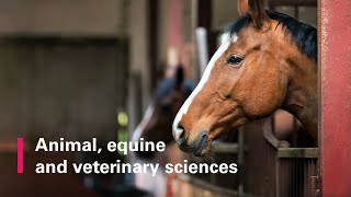 Animal Equine and Veterinary Sciences at Nottingham Trent University [upl. by Niarbo]