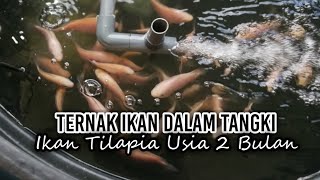 Ikan Tilapia Usia 2 Bulan  Ternak Ikan Dalam Tangki Polytank  TV636 [upl. by Ellennaj]