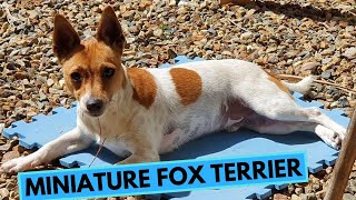 Miniature Fox Terrier  TOP 10 Interesting Facts [upl. by Haroppizt]