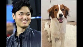 Shohei Ohtanis Dog Gets Honorary Visa  Meet Decoy the MVPup [upl. by Eserahc]