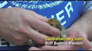 Buff Brahma Bantam Chicken Breed  Cackle Hatchery [upl. by Cope]