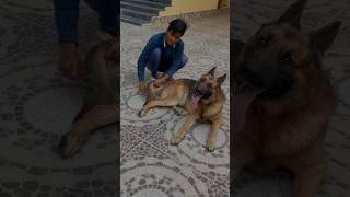 German Shepherd has 5 Negative Points 🦮🤔 facts dog viral germanshepherd doglover shorts [upl. by Kalmick]