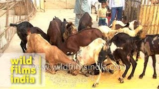 85 একরে 5000 ছাগলের Biggest GOAT FARM  Goat Farming in india  Goat farm in Odisha [upl. by Medwin]