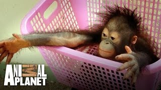 Meet the baby orangutan with a taste for crisps [upl. by Nylkcaj]