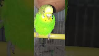 Parrots In Enjoy parrot birdlife birdsoftheworld shortfeed viralshorts [upl. by Rip]