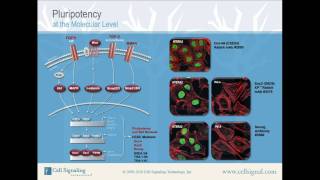 Pluripotency at the Molecular Level from Cell Signaling Technology Inc [upl. by Tom81]