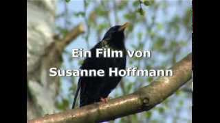 Trailer zur DVD quotDie Vogelwelt in Gärten und Parksquot von Susanne Hoffmann [upl. by Adnam]