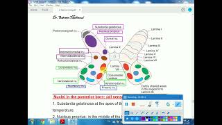 6 anatomy of spinal cord nuclei [upl. by Eboj]