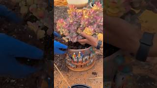 How to repot my succulents Succulents 多肉植物 다육이들 Suculentas [upl. by Anaz991]