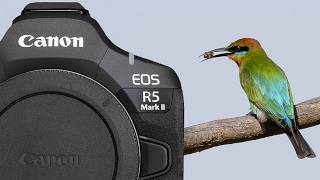 CANON EOS R5 Mark II TESTED and REVIEW Bird photography [upl. by Rebmetpes]