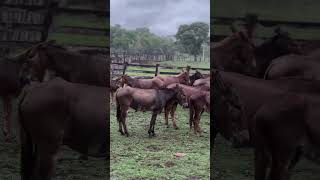 Chuva no pantanal 💚🌧️🌧️msboiada comitivas profadaomarcosgraciano [upl. by Tnias42]