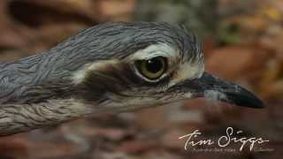 Bush Stone Curlew  Burhinus grallarius  HD Video Clip 1 Australian Bird Media [upl. by Ettore158]