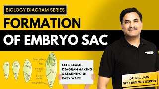 Formation of Embryo Sac  Making amp Labeling in Easy Way biology neet diagram neetbiology [upl. by Neuberger120]