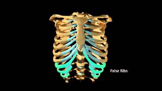 SKELETAL SYSTEM ANATOMY Bones of the thoracic cage ribs [upl. by Laikeze854]