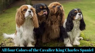 Cavalier Colors The Mesmerizing World of Cavalier King Charles Spaniel Colors [upl. by Leslee]