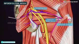 Inferior Gluteal Artery Anatomy Animation [upl. by Groome16]