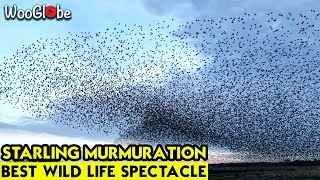 Unbelievable Starling Murmurations Somerset Levels [upl. by Acired695]