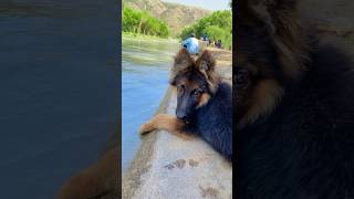 Playing in water gsdpuppy doglover viral youtubeshorts attack water nature beauty 100k [upl. by Etoile]