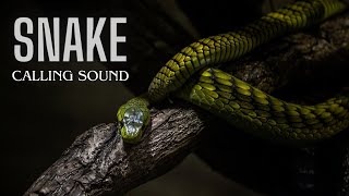 Snake Calling Sound [upl. by Gib]