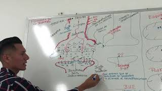 Fisiofamarcologia antipsicóticos y antiparkinsonianos parte 1 [upl. by Fari]