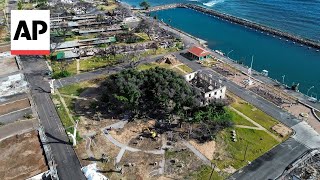 Lahainas 151yearold banyan tree is coming back to life after devastating fire [upl. by Lord]