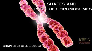 SHAPES AND NUMBER OF CHROMOSOMES  STRUCTURE OF CHROMOSOMES FUNCTIONS  CHAPTER 3 CELL BIOLOGY [upl. by Shara]