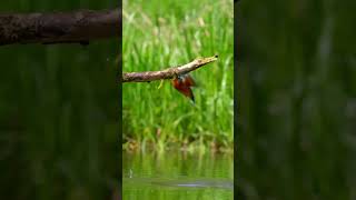 Little kingfisher you scared yourself nature animals cute amazing shorts [upl. by Arymas]